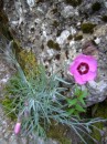 Steinnelke - Dianthus sylvestris * 694 x 926 * (316KB)